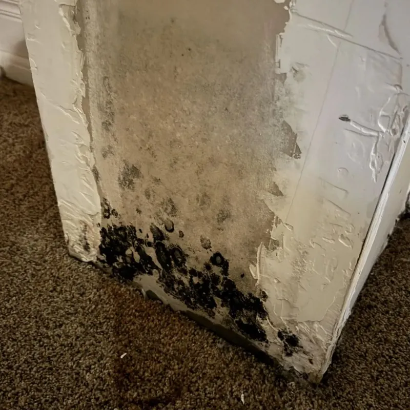 Professional Mold Removal in Humboldt, TN